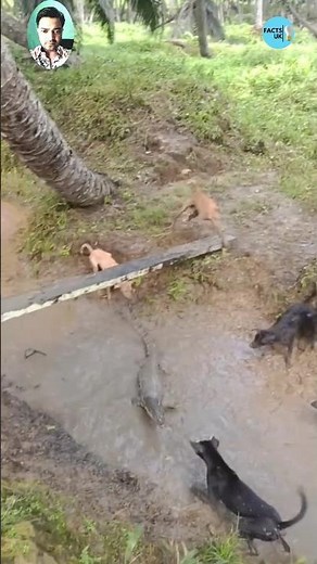 🐶 Dogs vs. Giant Lizard: An Unbelievable Chase! 🦎💦