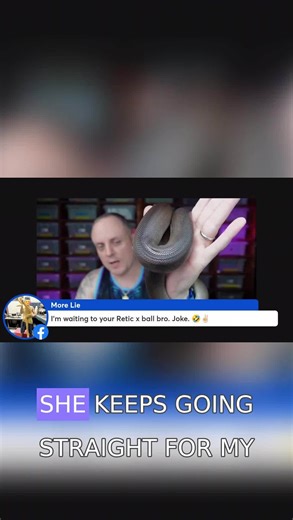 Wait for it! Sorry mom for my language but this girl is crazzzzzy! 🤣 . . . #eternalmorphs #burmball #ballpython #burmesepython #python #snakesofinstagram #reptilesofinstagram #snake #livingart #ballpythonthailand #볼파이톤 #뱀 #ヘビ #ボールパイソン #爬虫類 #蛇 | Eternal Morphs