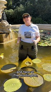 17K views · 477 reactions | Tiny but mighty  After a tough growing season, our lone survivor "Reba” weighs in for the #WaterLilyWeighOff25. | The Huntington Library, Art Museum, and Botanical Gardens | Facebook