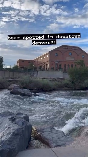 🐻🐻 A bear was spotted in Downtown Denver! 🎥Milesss | Denver Now