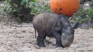 WATCH: It doesn’t get cuter than this! http://on.today.com/1xVfYxe | Today Show