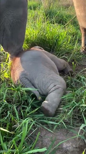 see,what a beautiful surrounding #elephant #animals #cute