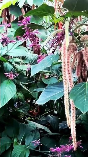 How To Care For Your Acalypha Hispida (Fuzzy Plant)