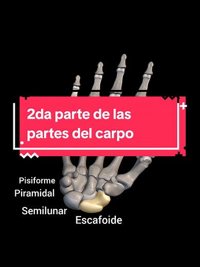 Partes del Carpo: Anatomía y Huesos