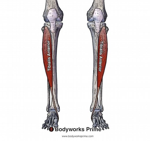 Tibialis Anterior Muscle Anatomy - Bodyworks Prime