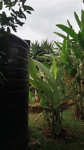 fresherman (@fresherman18)’s videos with original sound - FIRST LADY👑❤️❤️