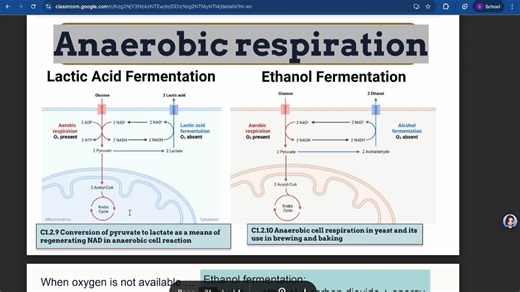 IB Biology Cell respiration HL
