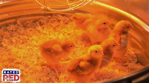 What you need to know before raising baby chicks