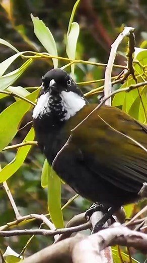 Beautiful Australian Songbirds: Exploring the Eastern Whipbird