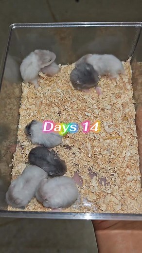 Campbell dwarf hamster Rex Hair Growing up 1 to 30 days | Haven Rodent Pet Shop