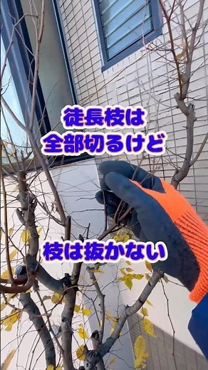 ケヤキは切る程に徒長するから、なるべく軽めに剪定する#庭師