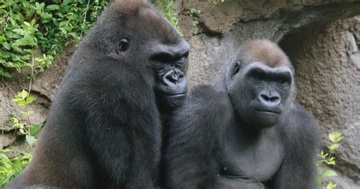 Dallas Zoo gorillas are moving to a new home