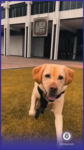 15K views · 247 reactions | Glitch is hard at work keeping Memphis...