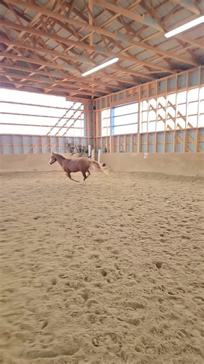 Free Jumping Techniques for Welsh Ponies