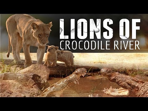 Lion Documentary - Lions Of Crocodile River | Wild Planet HD