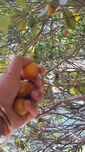 lemon harvesting 🤩