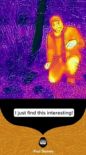 Heat Transference Properties of Mushrooms Revealed with Thermal Profiling Camera