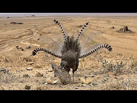 Superb Lyrebird – 180 Days From Egg to Survivor | Survival in a World of Illusions.