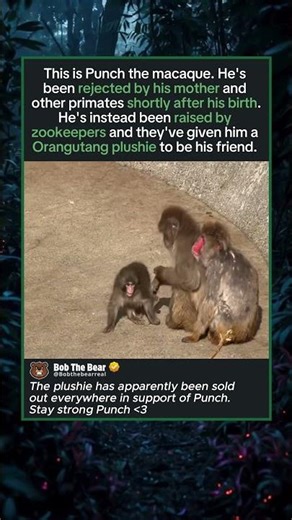 Punch the Bullied Macaque