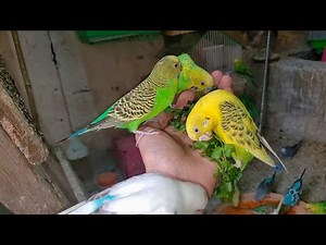 Budgies mating sound | Let them choose their love