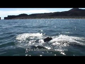 Keiko The Untold Story of The Star of Free Willy HD 2013