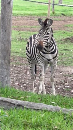 Adorable Zebra Besties Playing Together! In Australia 🦓💕 #shorts #zoo