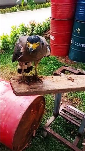 #hawk #music #song #birds #subscribe #wildlife #1million #musicnature #nature