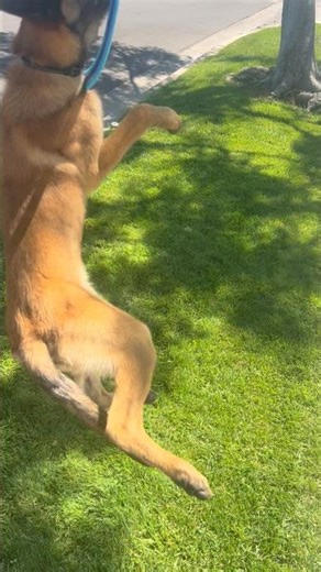 How I teach a Belgian Malinois puppy how to catch a frisbee #belgianmalinois #puppy #dogshorts