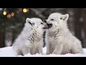 Adorable Snow White Wolf Cubs Playing in the Snow | Cutest Baby Wolves Moments