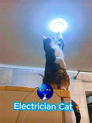 160K views · 6.2K reactions | Cats Are Useless...But These Cats_  #edit #trolledit #foryou #trending #cat #helpingcats #viral | A.S.M SQUAD | Facebook