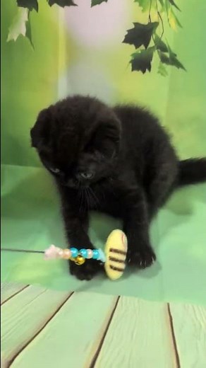 Yami Scottish Fold Black Female