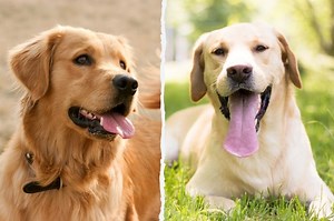 Labrador o Golden Retriever: ¿cuál elegir? - DogsPlanet.com