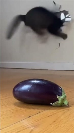 To The End 😹😹😹