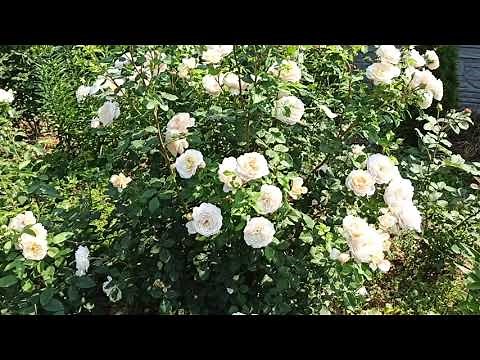 Просто Вау-цветение! 🌹 Роза Крокус Роуз (Crocus roze).