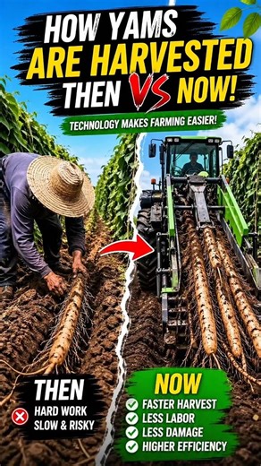Modern Yam Harvesting: From Hard Work to Smart Farming #shorts #shortvideo