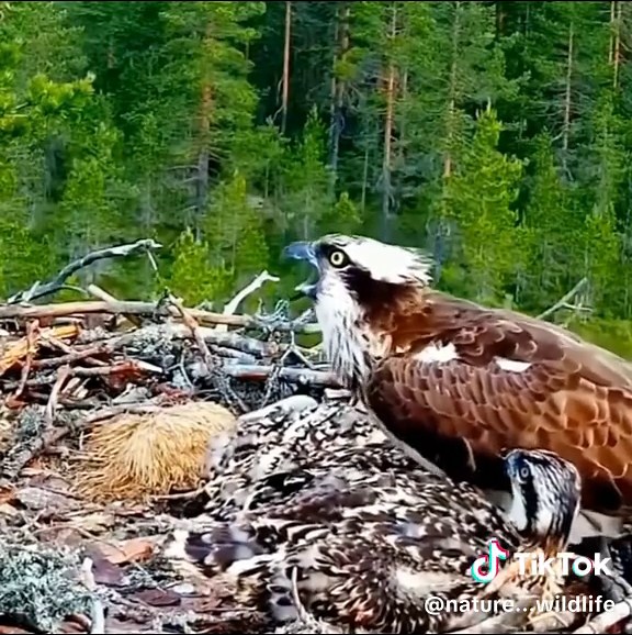 #ANIMALS #foryou #ANIMALS #VIRALVIDEO #taem #TIKTOK #NATURE #fypシ #WILDLIFE #usa #usa_tiktok #usa🇺🇸 #eagle #amazing @Top Animals @Animalogic @animal @Animal Planet @TikTok Tips @Eagle 🦅 @EagleFilms @EAGLE @Eagle Pictures @Eagle King