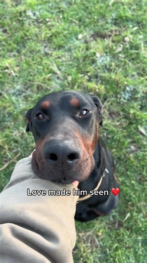 When Bane first arrived at the shelter, the volunteers said he couldn’t stop shaking. He was terrified. Waiting, watching, wondering when his family was coming back for him. Dobermans feel everything deeply. And Bane felt the loss in his bones. As the days turned into months, the kennel stress began to destroy him. He started hurting himself just to cope. Pulling out his toenails, opening wounds on his neck, his leg, his belly. The shelter environment has a way of hiding who dogs truly are and t