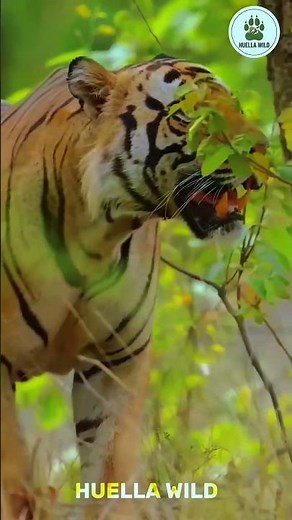 El Tigre más IMPONENTE grabado en cámara 😱🔥 #animals #vidasalvaje #animales #curiosidades