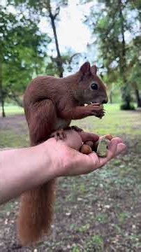 Another peaceful morning with a squirrel, Ep. 27