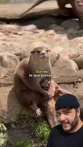 Nutrias. . . . . #nutrias #interesante | Animaldexx