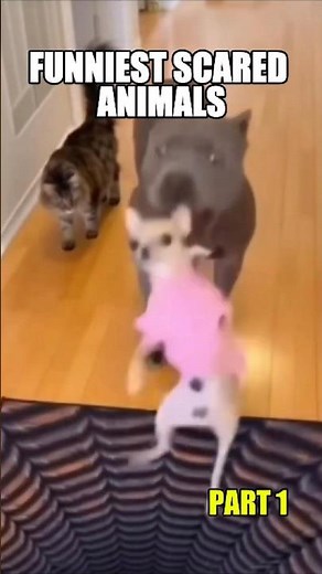 Ranking Pets That Are Hilariously Scared Part 1 - Try Not To Laugh