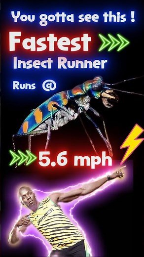 Tiger Beetle ⚡️ THE FASTEST INSECT ON EARTH! #insects #facts