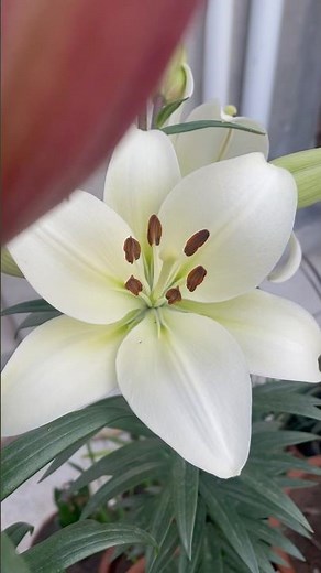 My First Bloom of 2025| Lilium| My First Lilium Bloom! 🌸 | Garden Joy