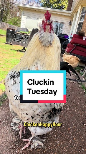 Cluckin Tuesday Strikes Again! Funny Rooster Work Life Chickens | Chicken Happy Hour