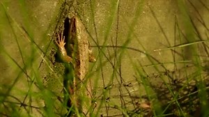 6.7K views · 427 reactions | #SignsOfSpring - Lazy lizard thinks...