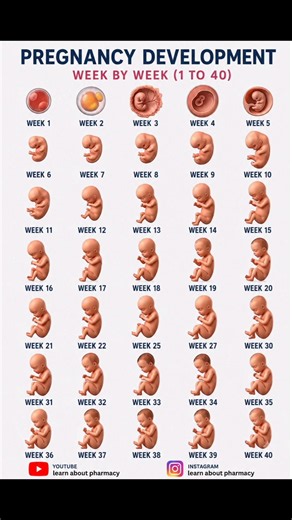 Baby Development in the Womb Week by Week | Pregnancy Journey from Week 1 to 40