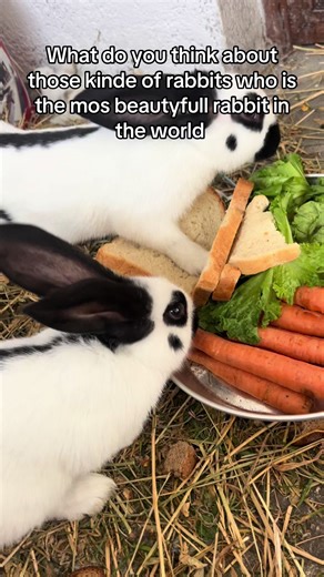 Breathtaking Rabbits: Exploring the World's Most Beautiful Breeds