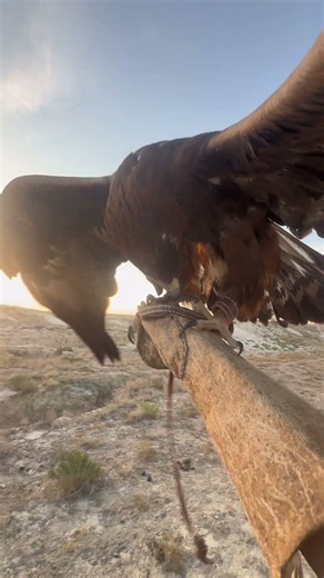 Calling My Eagle to My Hand 🦅 | Incredible Falconry Moment #shorts