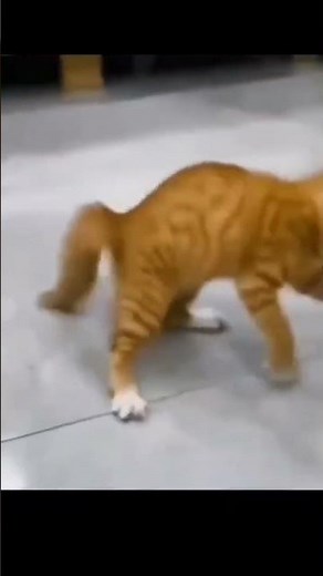 Kitten Copies Michael Jackson