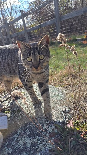 We installed cat proof fencing in the backyard so the kitties can play 🙂 now, I need to think of ideas to make the area more fun with some logs and stuff to climb on. @purrfectfence #cat #catyard #catprooffence | Arielle Nagy